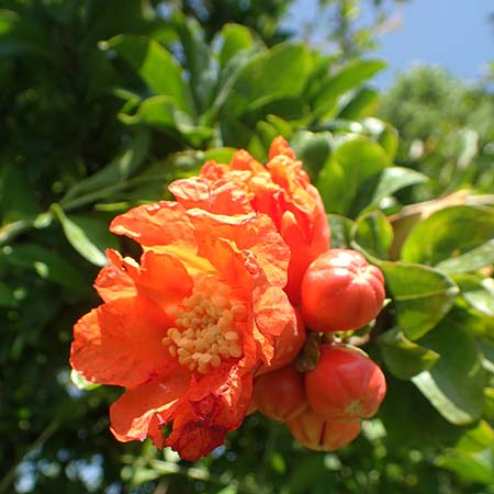 Punica granatum \ Granatapfel / Pomegranate, I Iseo 8.6.2017