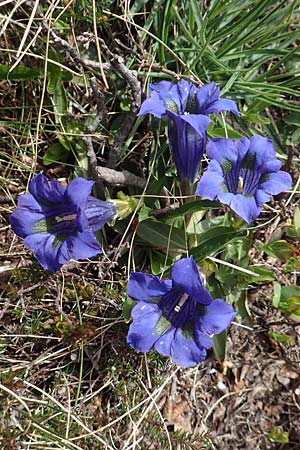 Gentiana clusii \ Clusius' Enzian / Trumpet Gentian, I Passo San Marco 10.6.2017