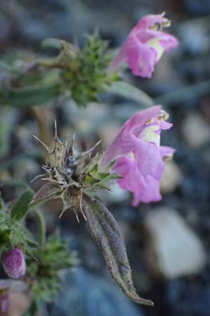 Galeopsis ladanum \ Breitblttriger Hohlzahn / Broad-Leaved Hemp-Nettle, Red Hemp-Nettle, I Liguria, Borzonasca 29.9.2023