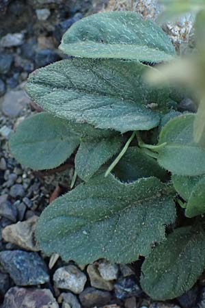Galeopsis ladanum \ Breitblttriger Hohlzahn / Broad-Leaved Hemp-Nettle, Red Hemp-Nettle, I Liguria, Borzonasca 29.9.2023