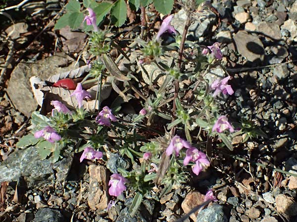 Galeopsis ladanum \ Breitblttriger Hohlzahn / Broad-Leaved Hemp-Nettle, Red Hemp-Nettle, I Liguria, Borzonasca 29.9.2023