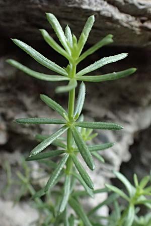 Galium corrudifolium \ Mittelmeer-Labkraut / Mediterranean Bedstraw, I Liguria, Moneglia 30.9.2023