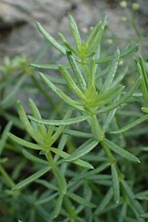 Galium corrudifolium \ Mittelmeer-Labkraut / Mediterranean Bedstraw, I Liguria, Moneglia 30.9.2023