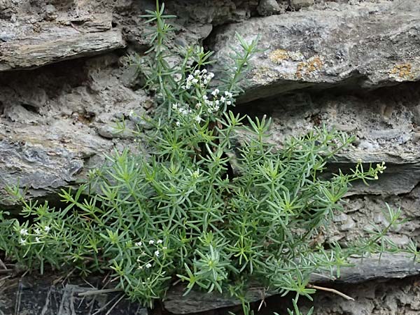 Galium corrudifolium \ Mittelmeer-Labkraut / Mediterranean Bedstraw, I Liguria, Moneglia 30.9.2023