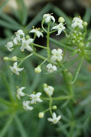 Galium corrudifolium \ Mittelmeer-Labkraut / Mediterranean Bedstraw, I Liguria, Moneglia 30.9.2023
