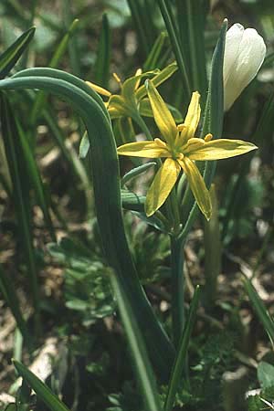 Gagea lutea ? \ Wald-Gelbstern / Star of Bethlehem, I Monte Baldo 10.5.1986