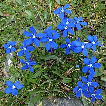 Gentiana bavarica \ Bayerischer Enzian / Bavarian Gentian, I Passo di Gavia 6.7.2026