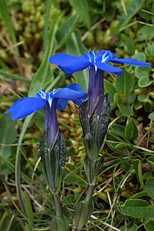 Gentiana bavarica \ Bayerischer Enzian / Bavarian Gentian, I Passo di Gavia 6.7.2026