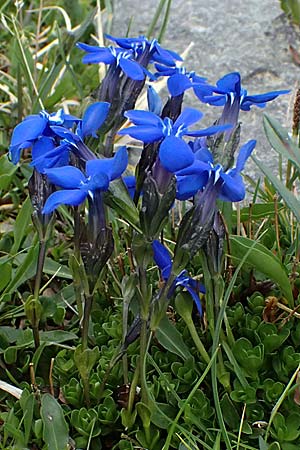 Gentiana bavarica \ Bayerischer Enzian / Bavarian Gentian, I Passo di Gavia 6.7.2026