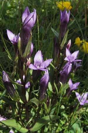 Gentianella campestris \ Feld-Kranzenzian, Feld-Enzian / Field Gentian, I Monti Sibillini 8.6.2007