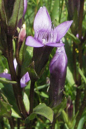 Gentianella campestris \ Feld-Kranzenzian, Feld-Enzian / Field Gentian, I Monti Sibillini 8.6.2007