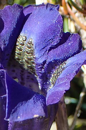 Gentiana clusii \ Clusius' Enzian / Trumpet Gentian, I Alpi Bergamasche, Pizzo Arera 7.6.2017