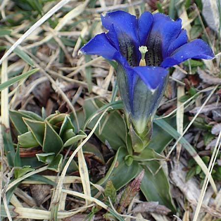 Gentiana clusii \ Clusius' Enzian / Trumpet Gentian, I Alpi Bergamasche, Pizzo Arera 7.6.2017