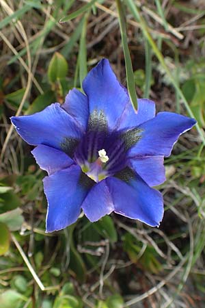Gentiana clusii \ Clusius' Enzian / Trumpet Gentian, I Passo San Marco 10.6.2017