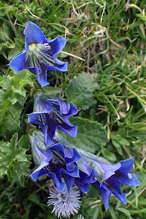 Gentiana clusii \ Clusius' Enzian / Trumpet Gentian, I Südtirol,  Plätzwiese 5.7.2022