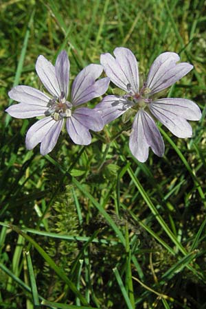 Geranium pyrenaicum \ Pyrenen-Storchschnabel / Hedge-Row Crane's-Bill, I Norcia 7.6.2007