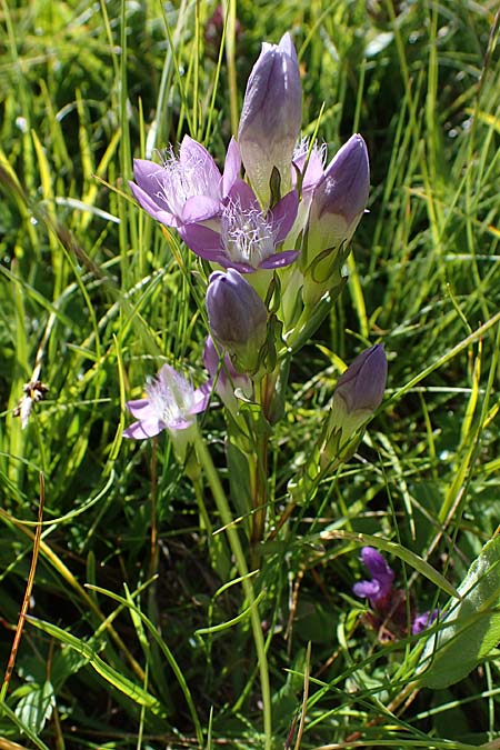 Gentianella rhaetica \ Rh&auml;tischer Kranzenzian / Rhaetian Gentian, I S&uuml;dtirol,  Pl&auml;tzwiese 5.7.2022