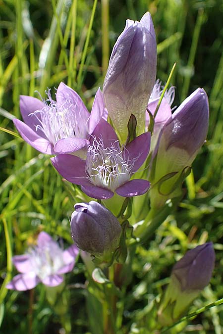 Gentianella rhaetica \ Rh&auml;tischer Kranzenzian / Rhaetian Gentian, I S&uuml;dtirol,  Pl&auml;tzwiese 5.7.2022
