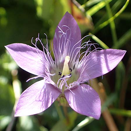 Gentianella rhaetica \ Rh&auml;tischer Kranzenzian / Rhaetian Gentian, I S&uuml;dtirol,  Pl&auml;tzwiese 5.7.2022