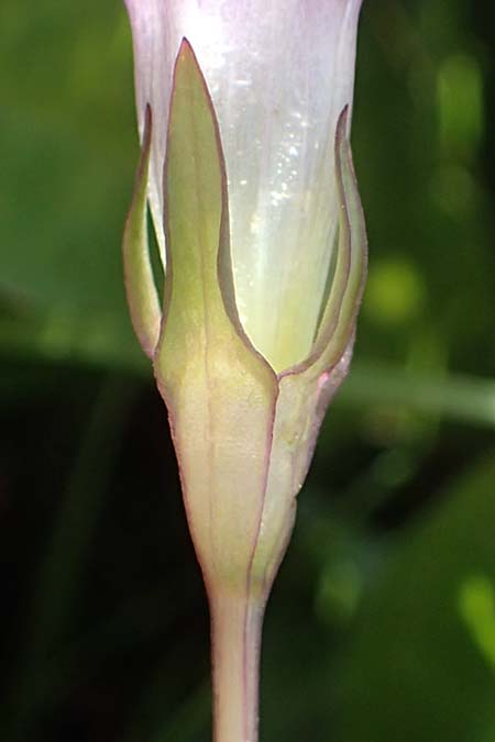 Gentianella rhaetica \ Rh&auml;tischer Kranzenzian / Rhaetian Gentian, I S&uuml;dtirol,  Pl&auml;tzwiese 5.7.2022