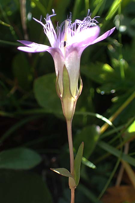 Gentianella rhaetica \ Rh&auml;tischer Kranzenzian / Rhaetian Gentian, I S&uuml;dtirol,  Pl&auml;tzwiese 5.7.2022