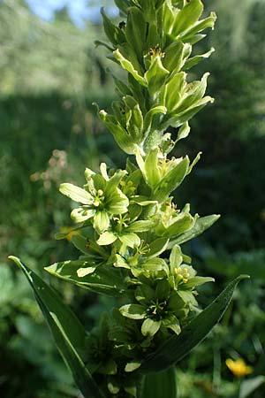 Veratrum album subsp. lobelianum \ Grner Germer / Green False Hellebore, I Südtirol,  Plätzwiese 5.7.2022