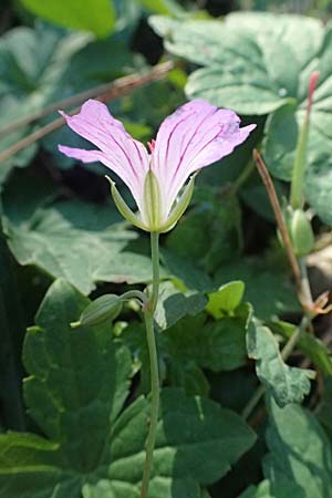 Geranium nodosum \ Knotiger Storchschnabel / Knotted Crane's-Bill, I Liguria, Passo di Cento Croci 27.9.2023