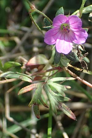 Geranium pusillum \ Kleiner Storchschnabel / Small-Flowered Crane's-Bill, I Liguria, Passo delle Cappelletta 1.10.2023
