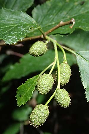 Alnus alnobetula \ Gr�n-Erle / Green Alder, I Bormio 9.7.2026