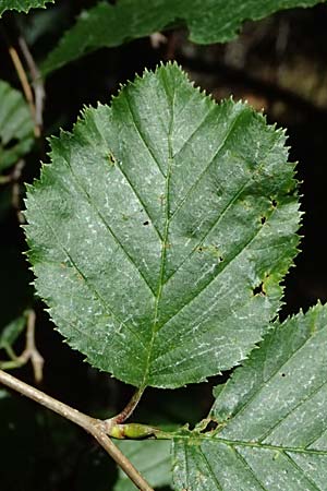 Alnus alnobetula \ Gr�n-Erle / Green Alder, I Bormio 9.7.2026