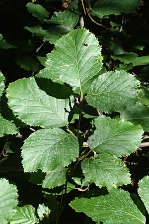 Alnus alnobetula \ Gr�n-Erle / Green Alder, I Bormio 9.7.2026