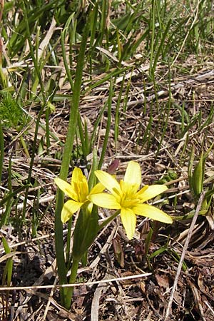 Gagea fragifera \ Rhriger Gelbstern, Alpen-Gelbstern / Alpine Gagea, I Liguria, Imperia, Monte Saccarello 29.5.2013