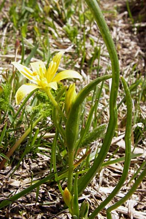 Gagea fragifera \ Rhriger Gelbstern, Alpen-Gelbstern / Alpine Gagea, I Liguria, Imperia, Monte Saccarello 29.5.2013