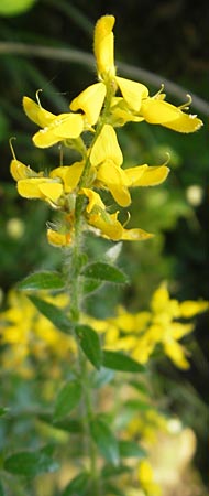 Genista germanica \ Deutscher Ginster / German Broom, I Albisola 22.5.2010