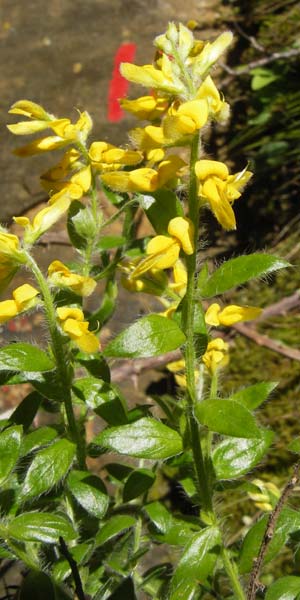 Genista germanica \ Deutscher Ginster / German Broom, I Liguria, Zuccarello 19.5.2013