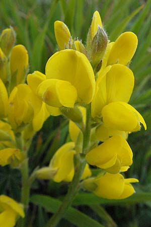 Genista sagittalis \ Flgel-Ginster / Pennate Greenweed, I Norcia 7.6.2007
