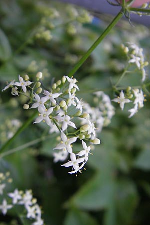 Galium lucidum \ Glanz-Labkraut / Shining Bedstraw, I Albisola 22.5.2010
