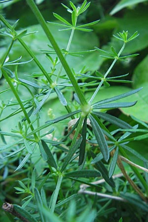 Galium lucidum \ Glanz-Labkraut / Shining Bedstraw, I Albisola 22.5.2010