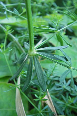 Galium lucidum \ Glanz-Labkraut / Shining Bedstraw, I Albisola 22.5.2010