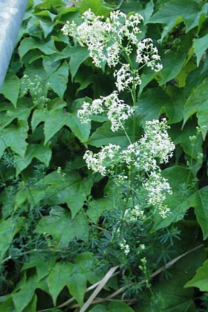 Galium lucidum \ Glanz-Labkraut / Shining Bedstraw, I Albisola 22.5.2010