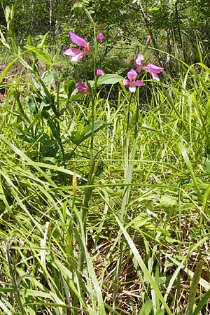 Gladiolus italicus \ Gladiole / Field Gladiolus, I Liguria, Zuccarello 19.5.2013