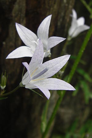 Campanula rapunculus \ Rapunzel-Glockenblume / Rampion Bellflower, I Finale Ligure 31.5.2013