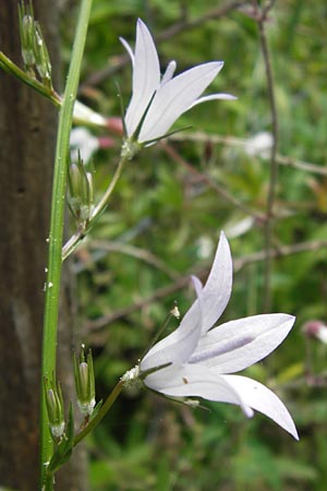 Campanula rapunculus \ Rapunzel-Glockenblume / Rampion Bellflower, I Finale Ligure 31.5.2013