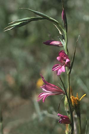 Gladiolus italicus \ Gladiole / Field Gladiolus, I Promontorio del Gargano,  Mattinata 30.4.1985