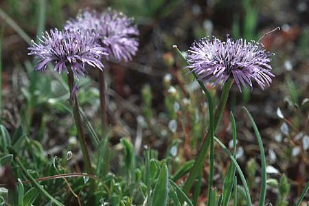 Globularia cordifolia \ Herzblttrige Kugelblume / Leather-Leaf Powder-Puff, I Campo Imperatore 23.5.2005