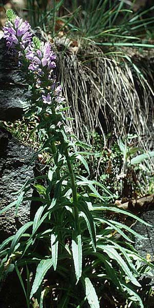 Campanula spicata \ hrige Glockenblume / Bellflower, I Süd-Tirol, Latsch/Laces 27.6.1993