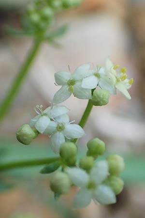 Galium montis-arerae \ Arera-Labkraut / Pizzo Arera Bedstraw, I Alpi Bergamasche, Pizzo Arera 5.6.2017