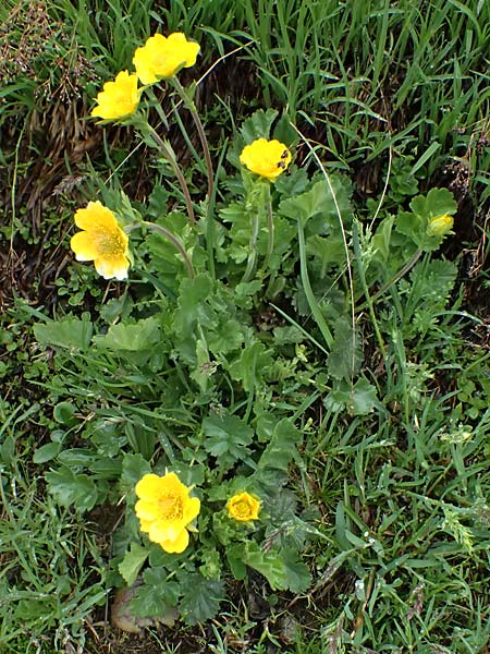 Geum montanum \ Berg-Nelkenwurz / Alpine Avens, I Passo di Gavia 6.7.2026