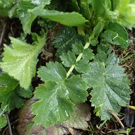 Geum montanum \ Berg-Nelkenwurz / Alpine Avens, I Passo di Gavia 6.7.2026
