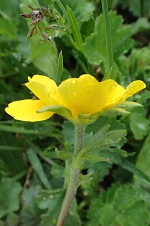 Geum montanum \ Berg-Nelkenwurz / Alpine Avens, I Passo di Gavia 6.7.2026